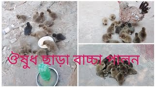 একটা হাঁসের বাচ্চাও মারা যাবেনা ইনশাআল্লাহ Jannat Vlogs 7910 [upl. by Hardin]