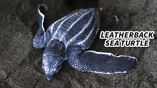 Leatherback Sea Turtle Facts LARGEST Living TURTLE [upl. by Nanete814]