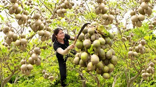 Harvesting AMBARELLA  A Fruit With Rough Skin That Resembles A Toad Goess to market sell [upl. by Mignon]