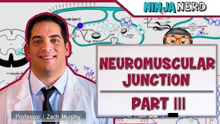 Musculoskeletal System  Neuromuscular Junction  Sliding Filament Theory Part 3 [upl. by Almap]