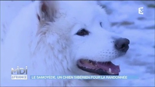 Le Samoyède un chien sibérien pour la randonée [upl. by Vihs]