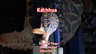 kachhua animals animal india shortvideos marinedrive mumbai funny animals turtle tortoise [upl. by Putnam]