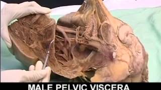 AnatomyPelvis and Perineum Videos1 [upl. by Wit]