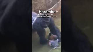 Harambe  A Gorilla That Loss His Life To An Unfortunate Event At The Zoo🦍harambe zoo fy fyp [upl. by Kee521]