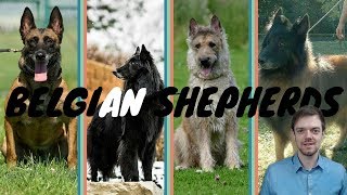 Difference Between Belgian Shepherds  Malinois  Laekenois  Tervuren  Groenendael [upl. by Gnous]