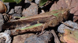 Plompe groenvleugelBroad Green winged Grasshopper Aiolopus strepens [upl. by Garrek791]