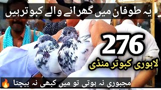 276 Lahore lari ada kabootar mandi  lahore bairds market  کبوتر منڈی [upl. by Fast]