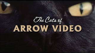 The Cats of Arrow Compilation [upl. by Aihsemak708]