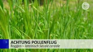 Roggen  Achtung Pollenflug  Allergie [upl. by Atteynad]