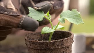 How to Grow From Seed  Mitre 10 Easy As Garden [upl. by Stalder]