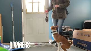 Basenji Dog Training  Rocket  7 Months Old  Syracuse Off Leash K9 Training [upl. by Anisirhc]