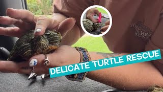 Turtle Saved From Fishing Line  ViralHog [upl. by Elsworth48]