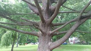 NOMAHEGAN PARK IN CRANFORD NJ HAS ONE OF THE BEST CLIMBING TREES EVER [upl. by Eibbed]