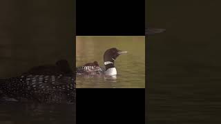 Haunting Bird Calls You Shouldnt Hear at Night youtubeshort viralvideo birds wildlife [upl. by Eedrahs]