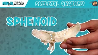 Sphenoid Bone Anatomy [upl. by Novla419]