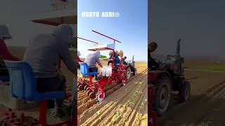 Three Row Cabbage Vegetable Transplanter with Drip tape layer for Vegetable Farm to save labour [upl. by Atina379]