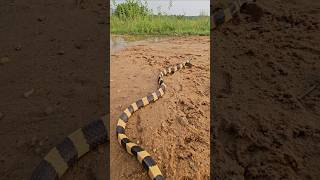 Black yellow rear krait snake in a jungle water youtubeshorts [upl. by Kahle]