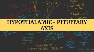 Hypothalamic Pituitary axis I Endocrine Physiology [upl. by Olegnaleahcim]