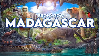 Zoo Tours The Best of Its Kind in America  Madagascar at the Bronx Zoo [upl. by Anitselec]