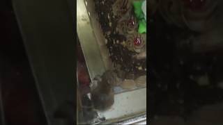 Rat was found in Bakery बेकरी में चूहा निकला [upl. by Adolph]