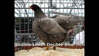 Types and colours of barnevelder chickens INC the double silver double blue [upl. by Alyosha]