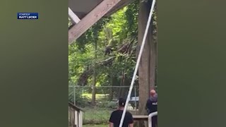 Bear seen darting up tree in Worcester neighborhood [upl. by Tinya508]