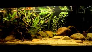 360L Aquarium Asian Biotope Borneo  Sumatra [upl. by Alleyne]