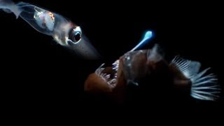 Deep Sea Creatures Exhibit Bioluminescence  Blue Planet  BBC Earth [upl. by Karoline829]