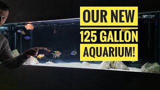 SETTING UP MY 125 GALLON INWALL AQUARIUM  New fish room update Episode5 [upl. by Nesto943]