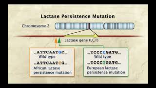 Lactase Persistence Mechanism HHMI Biointeractive Lecture by Sarah Tishkoff PhD [upl. by Nagear897]