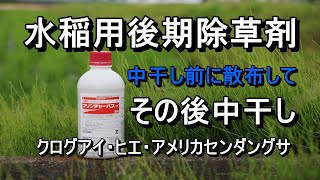 後期除草剤の散布・・クリンチャーバスMEを散布して中干し [upl. by Chappie]