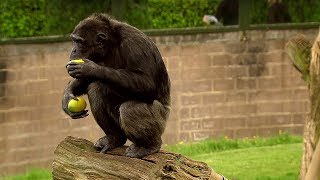 Chimp Learns to Trade  Extraordinary Animals  BBC Earth [upl. by Reisman]