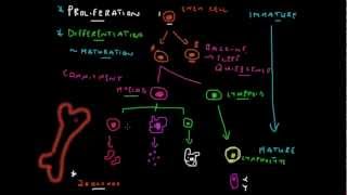 Stem Cell Basics  How Blood is Made [upl. by Atniuqal]