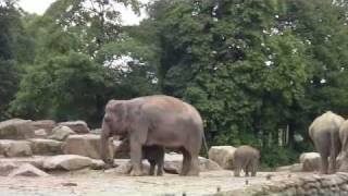 Zoo Emmen NL Rundgang [upl. by Lubet899]