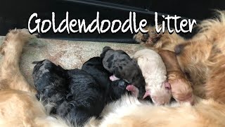 Puppies being born Puppy whelping 101 How To Deliver PUPPIES goldendoodles hands off approach [upl. by Ahsemat746]