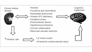 Difference Between Acute and Chronic Renal Failure [upl. by Henrion]