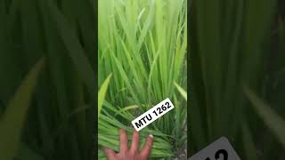 MTU 1262 Paddy Fieldshortsvideo agriculture paddy1262paddy [upl. by Merriott]