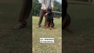 The Most Loyal Dog Watch this European Dobermans Unbelievable Bond with Its Ownerquot [upl. by Neva]