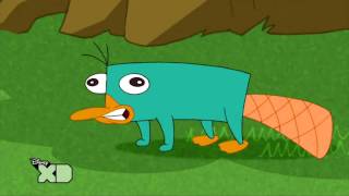 Perry the platypus sound NL Link In Description [upl. by Raman]