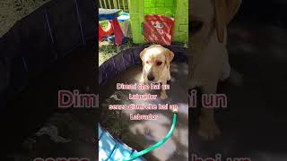 Dimmi che hai un Labrador senza dirmi che hai un Labrador TikTok trend shorts [upl. by Ennovahc134]