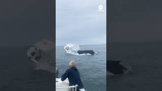 Whale slams into boat off New Hampshire coast [upl. by Jenny]