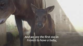 First baby yellowbacked duiker born in French zoo [upl. by Naloj588]