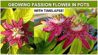 Growing Passion Flower Passiflora in Pots With Timelapse [upl. by Latrell]