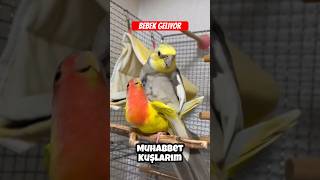 Papağanların özel yavru yapma aşaması birds bird parrot [upl. by Seaton927]