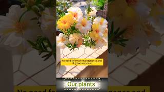 Many more colours in Portulaca flower 🌺 plants shorts flowers plants [upl. by Murdoch]