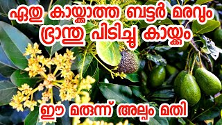 ബട്ടർ കായ്ക്കാൻ ഒരു സൂത്രപ്പണിfruit plants malayalampazhachedikalavocado malayalamkaaykkan [upl. by Imefulo488]