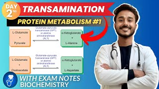 amino acid metabolism  transamination biochemistry metabolism  protein metabolism biochemistry [upl. by Mauer43]