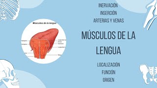 Músculos de la lengua [upl. by Bergh]