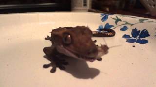 Crested Gecko Eating Dubia Roach [upl. by Ferrick992]