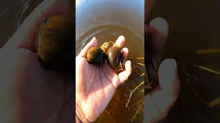 Apple Snail Caught By Bare Hand in the Flood Areas snail satisfying beautifulnature [upl. by Nylsirk]